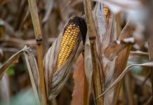 Is America on the cusp of a farm crisis?